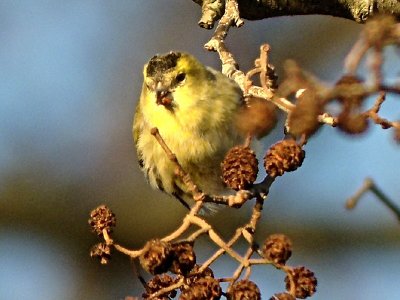 Eurasian Siskin