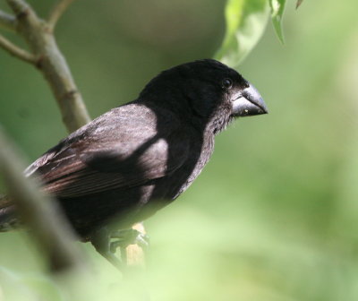 large_ground-finch_