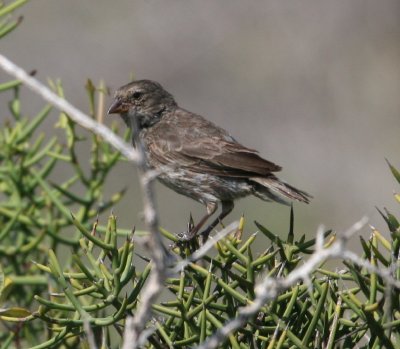 Medium Ground-Finch, female