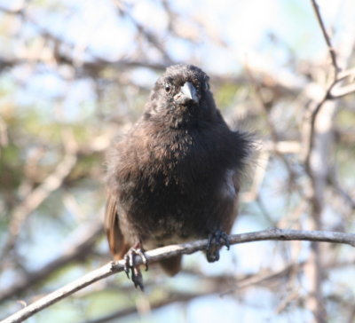 Small Ground-Finch