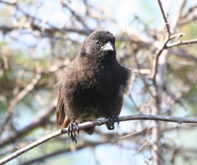 Small Ground-Finch