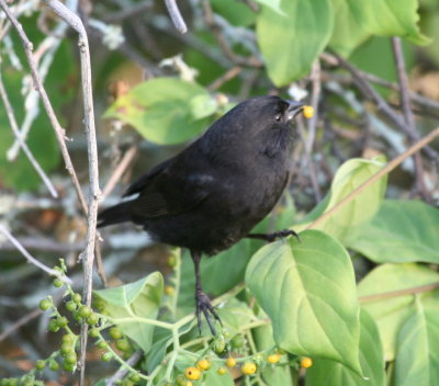 Small Ground-Finch