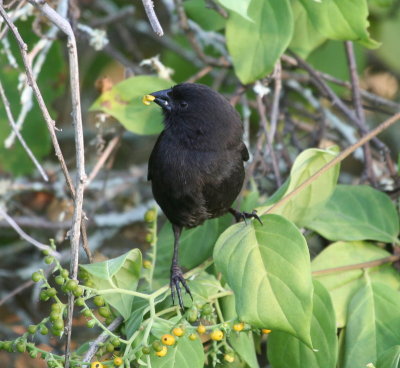 Small Ground-Finch