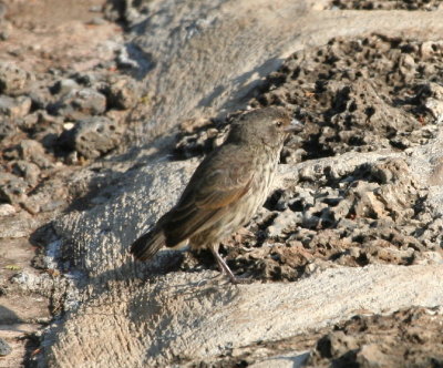 Sharp-beaked Ground-Finch