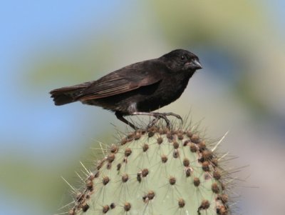 Small Cactus Finch