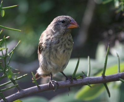 Small Cactus Finch, female