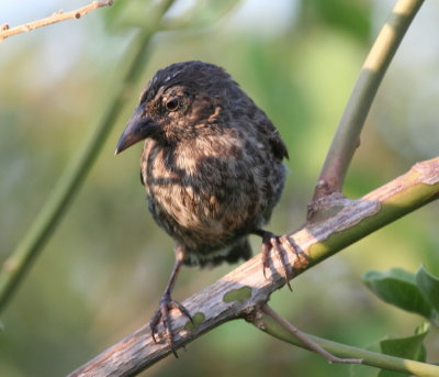 Small Cactus Finch, female