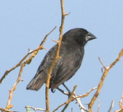 Large Cactus Finch