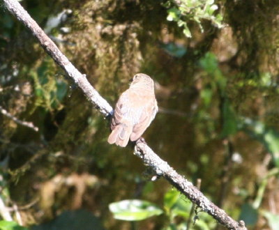 Woodpecker Finch