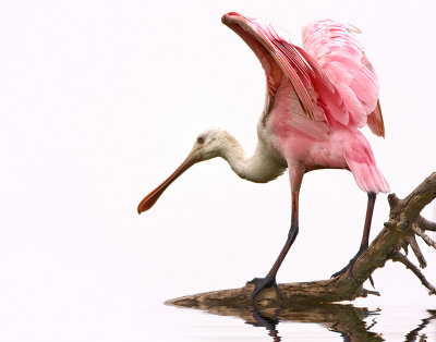 Roseate Spoonbills