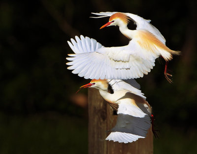 Cattle Egrets