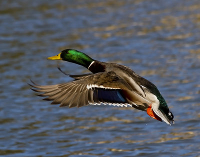 Mallard Taking Flight