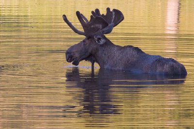 Golden Moose