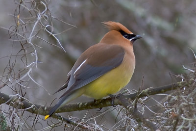 Cedar Waxwing