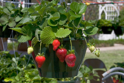 Hanging Strawberries