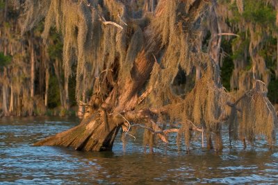 Sinking Cypress