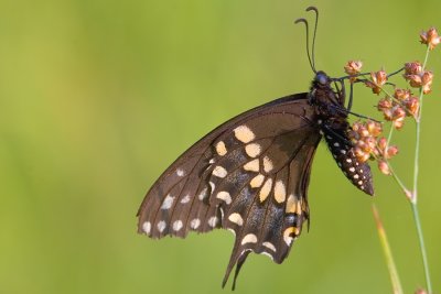 Black Swallowtail