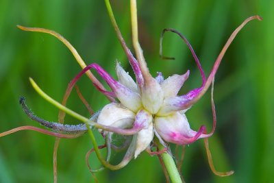 Wild Grass Onion