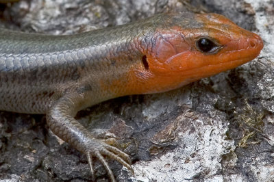 Skink Head