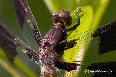  Closeup Dragonfly