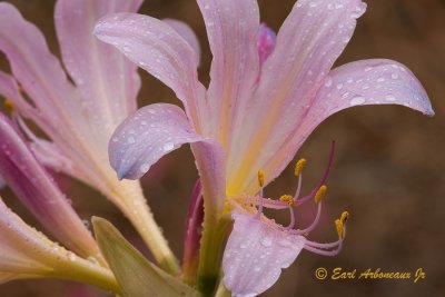 Pink Day Lily