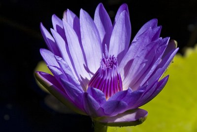 Water Lily