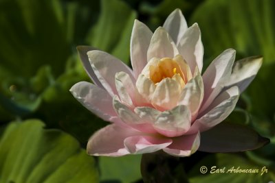 Water Lily