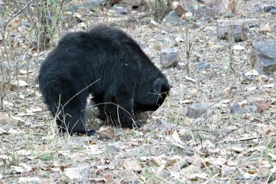 Sloth Bear