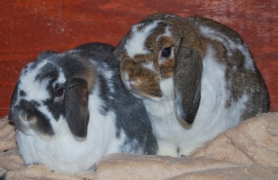 our_bunnies