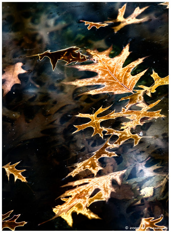 When Autumn Leaves Start To Fall