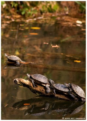 Turtle Pond