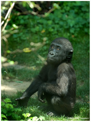 2007 Bronx Zoo June Gorilla 2