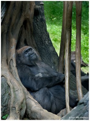 2007 Bronx Zoo June Gorilla 1