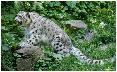 2007 Bronx Zoo June Snow Leopard 2