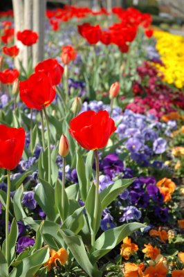 Img0213 Flowers 03-26-05.jpg
