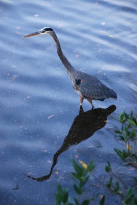 DSC_0814 Great Blue Heron Lenox Park 11-14-06.jpg