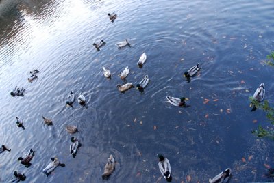DSC_0817 Ducks Lenox Park 11-14-06.jpg