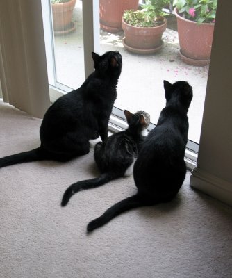 Jack, Kiki and Cherie