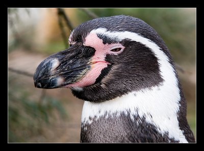 Humboldt penguin