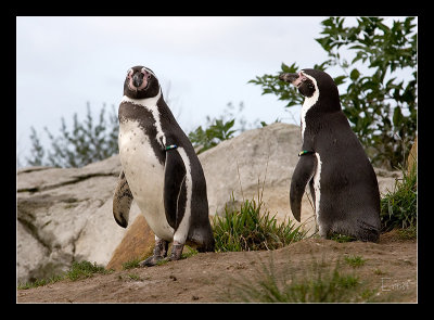 Humboldt penguin