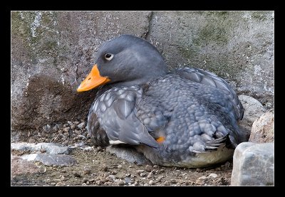 Magellanic Steamer Duck