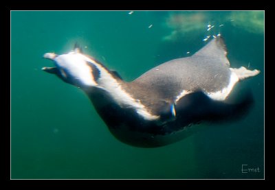 Humboldt penguin swimming