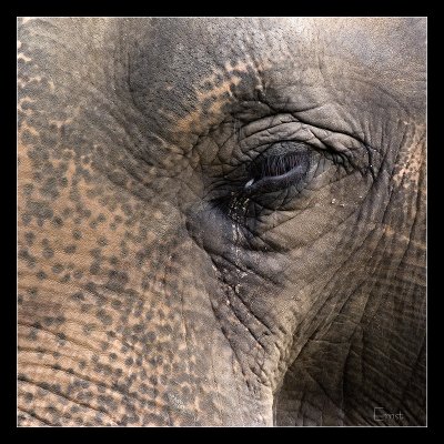 Aziatische olifant close-up