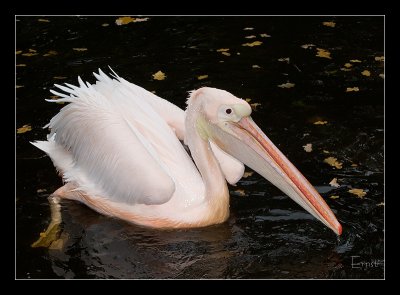 Roze pelikaan