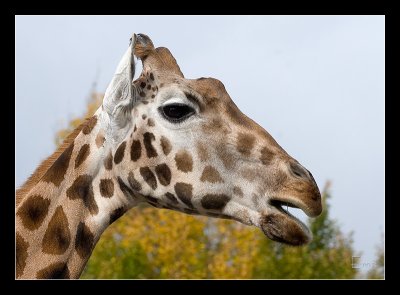 Giraffe, profile