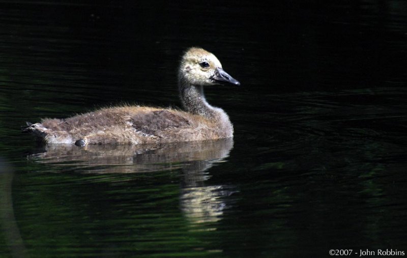 Young Goose