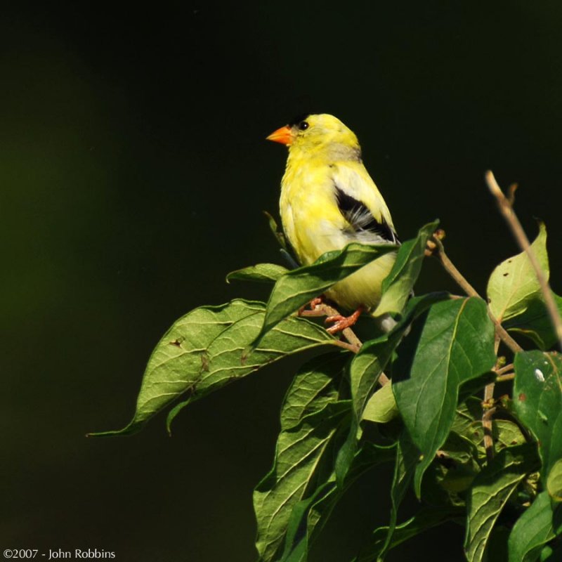 Goldfinch 4