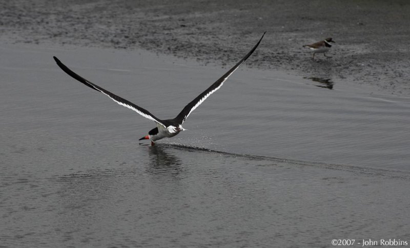 Black Skimmer