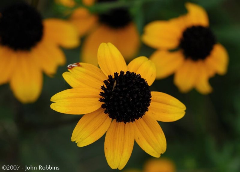 Thin Leaved Coneflower