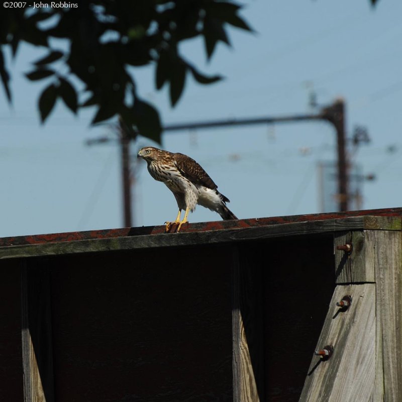 Coopers Hawk